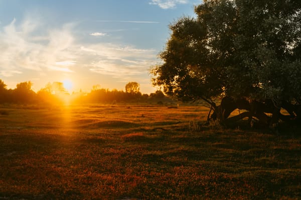 A colourful autumn meadow in golden sunset light in the Swedish countryside